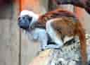 動物図鑑・ワタボウシタマリンの写真 7